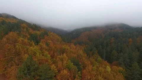 Aerial view of autmn forest Stock Footage 99344963