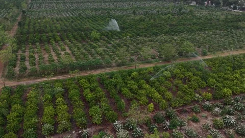 Aerial View of Automatic Sprinklers Watering Coffee Plantation 스톡 동영상 343604904