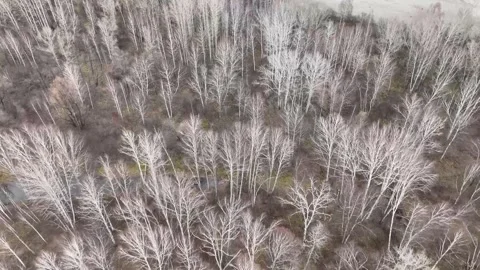Aerial view autumn bare trees turquoise river 4 Vídeos de archivo 255216598