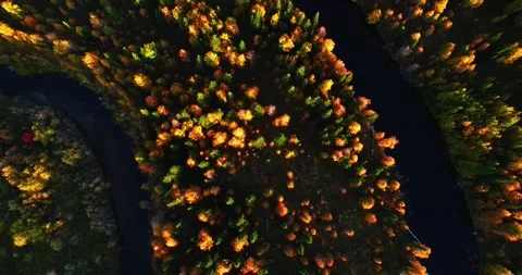 Aerial view of autumn forest canopy surrounding winding dark waterways as drone 스톡 동영상 346315449
