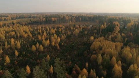 Aerial view of autumn forest. Drone video 4k Stock Footage 97268024