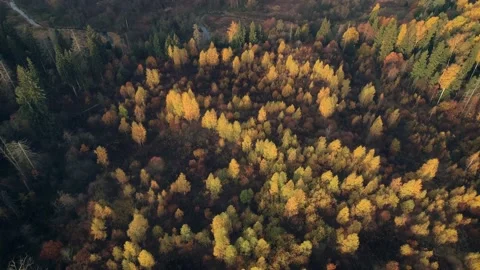 Aerial view of autumn forest. Fall landscape with red, yellow and green trees. Stock-Footage 139681653