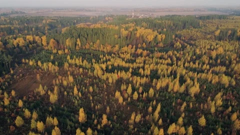 Aerial view of autumn forest. Fall landscape with red, yellow and green trees. Stock-Footage 139681689
