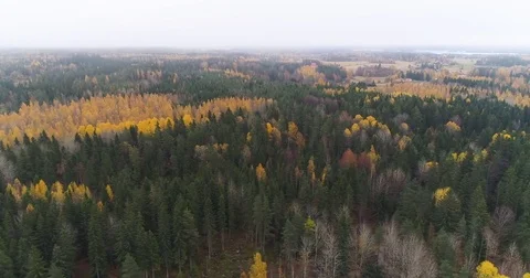 Aerial view of autumn forest, fields and lake in Finland. Kangasala Stock Footage 81344590