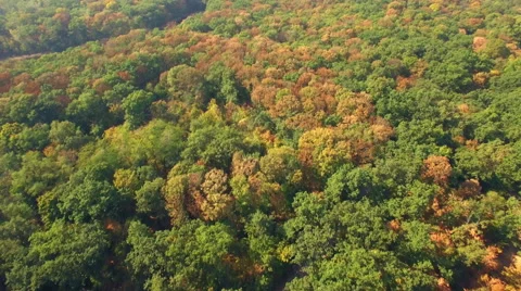 Aerial view of autumn forest Stock Footage 55744864