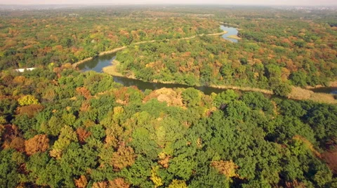 Aerial view of autumn forest Stock Footage 55745514