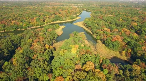 Aerial view of autumn forest Stock Footage 55745588
