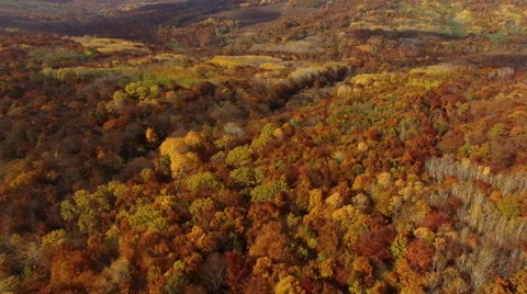 Aerial View Autumn Forest 库存影片 56477616