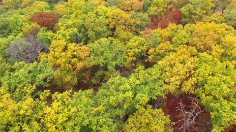 Aerial view of autumn forest Stock Footage 56718436
