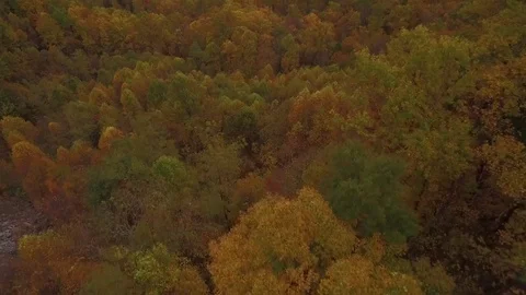 Aerial view of autumn forest Stock Footage 84979229