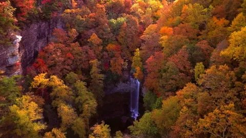 Aerial view autumn forest Stock Footage