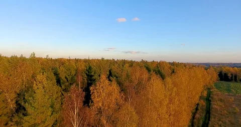 Aerial view of autumn forest at sunset. Stock Footage