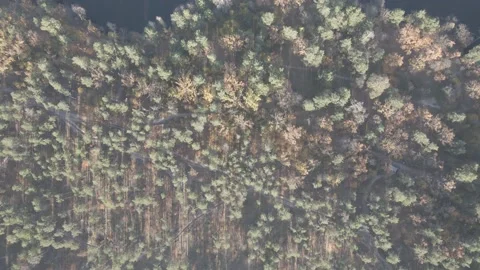 Aerial view of autumn mixed forest in national park Stock Footage 149240802