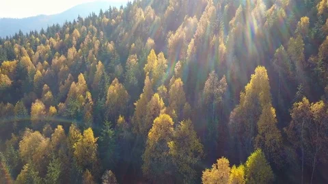 Aerial view of autumn pine forest with yellow and green trees in the mountains Stock Footage 85080842