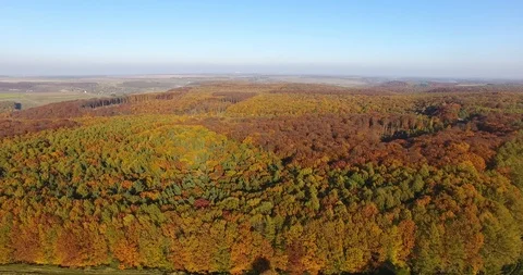 Aerial view of autumn pine forest with yellow and green trees Stockbeeldmateriaal 86711464