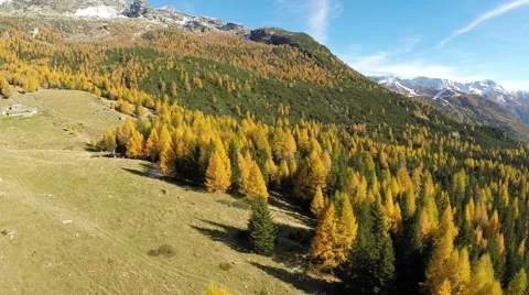 Aerial view - Autumn tree Stock Footage 67667811