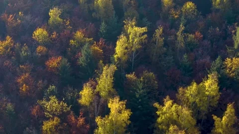 Aerial view of autumn trees in the black forest in Germany 動画素材 336818239