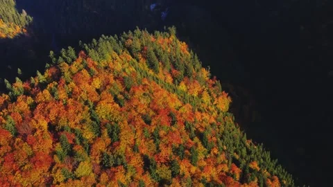 Aerial view of autumn trees in the forest coloured with many colou.,top view Video stock 255311560