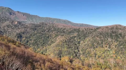 Aerial view of autumn trees on mountain Stock Footage 228908155