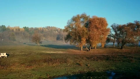 Aerial view of autumn trees by the river at sunrise Stock Footage 126988063