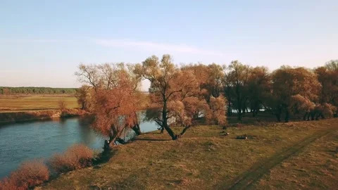 Aerial view of autumn trees by the river 스톡 동영상 132746175