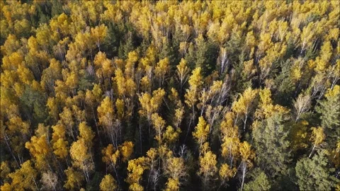 Aerial view of autumn trees on a sunny day Video stock 318610341