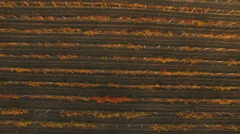 Aerial View Autumn Vineyard 库存影片 56745444