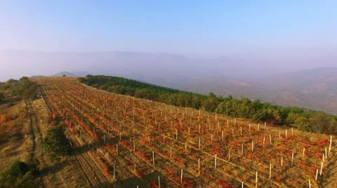 Aerial View Autumn Vineyard 库存影片 56768991