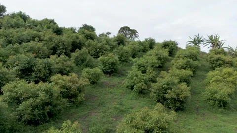 Aerial view of avocado trees in cloudy Popayán Video stock 329904259