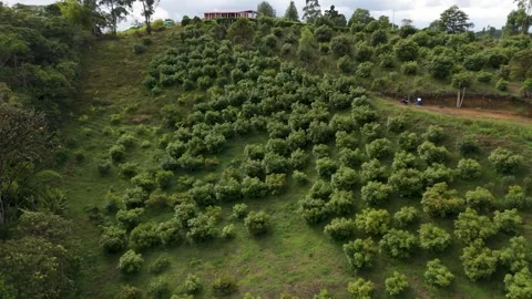 Aerial view of avocado trees in Popayán, Colombia Stock Footage 329904249