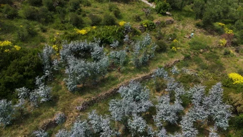 Aerial view backwards over blooming olive trees and yellow spring flowers in Stock Footage 340382675