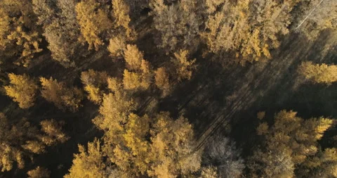 Aerial View of Baikal Forest at Sunset. Drone Shot Flying Over Spruce Conifer Video stock 145459571