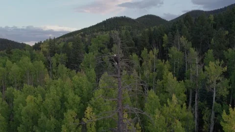 Aerial view of Bald Eagle Perched in a Tree in Autumn 스톡 동영상 316706568
