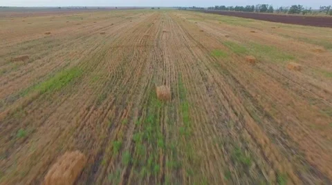 AERIAL VIEW. Bales Of Straw Lying On Mown Field 스톡 동영상 61039931
