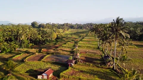 Aerial View of Bali Rice Fields with Palm Tree Corridor and Morning Shadows Video stock 331184485