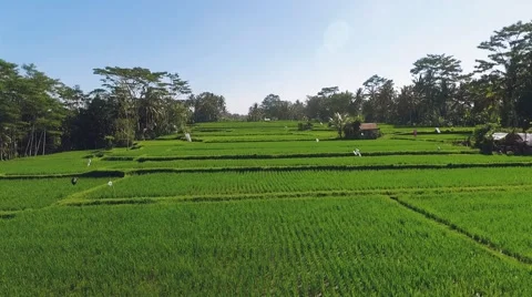 Aerial view of Balinese procession going through rice fields with offerings Stock Footage 67853863