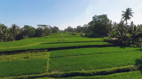 Aerial view of Balinese procession going through rice fields with offerings Stock-Footage 67853899