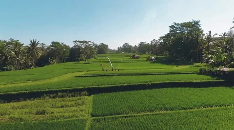 Aerial view of Balinese procession going through rice fields with offerings Stock Footage 67853918