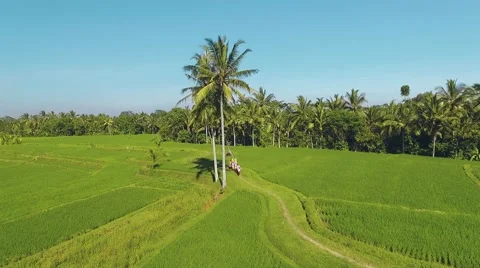 Aerial view of Balinese procession going through rice fields with offerings Stock Footage 67853970