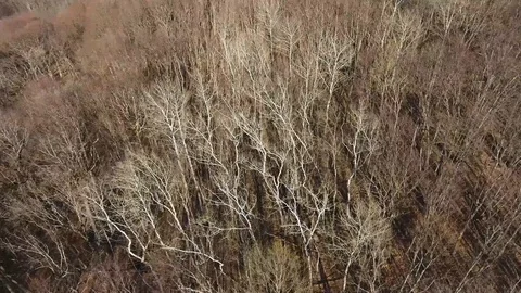 Aerial view of the bare oak forest in November Stock Footage 113390994