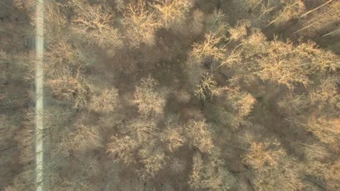 Aerial view of bare spring forest. 2 bicyclists ride over a path. Video stock 172401027