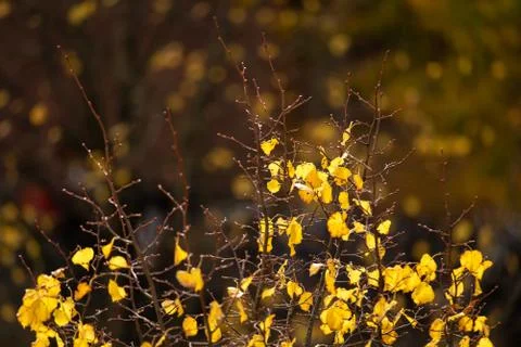 Aerial view of a bare tree top with bright yellow autumn leaves Фото