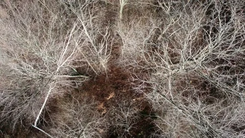 Aerial view bare trees in winter. Video stock 171800262