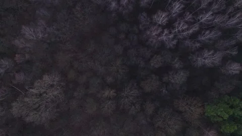 Aerial View of Bare Winter Forest Canopy from Above Stock Footage 330912166
