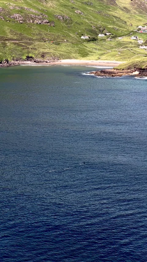 Aerial view of basking sharks at Muckross Head, Ireland. Stock Footage 345592638