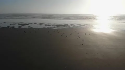 Aerial view of beach and ocean with birds landing during sunset golden hour Stock Footage 143424614