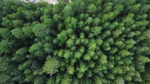 Aerial View of a beach at the edge of the forest Stock Footage 200990103
