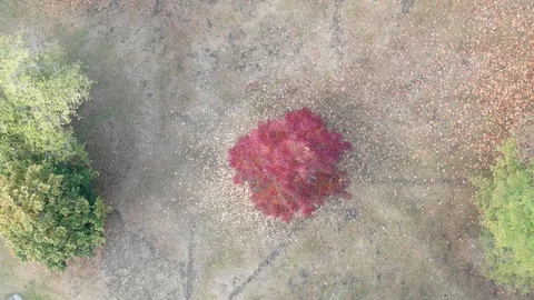 Aerial view of the beach Stock Footage 97030172