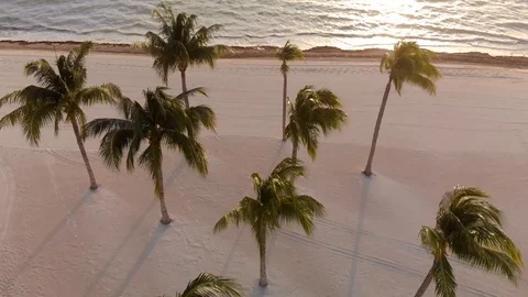 Aerial view of a beach with rows of palm trees near Cancun, Mexico. Stock Footage 104088656