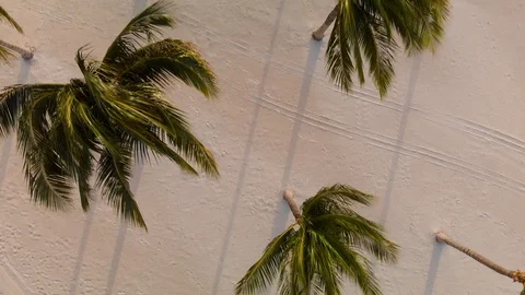 Aerial view of a beach with rows of palm trees near Cancun, Mexico. 스톡 동영상 104089548